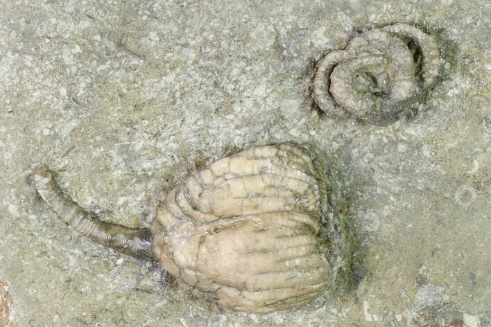 Fossil Crinoid and Starfish Association - Crawfordsville, Indiana #148664